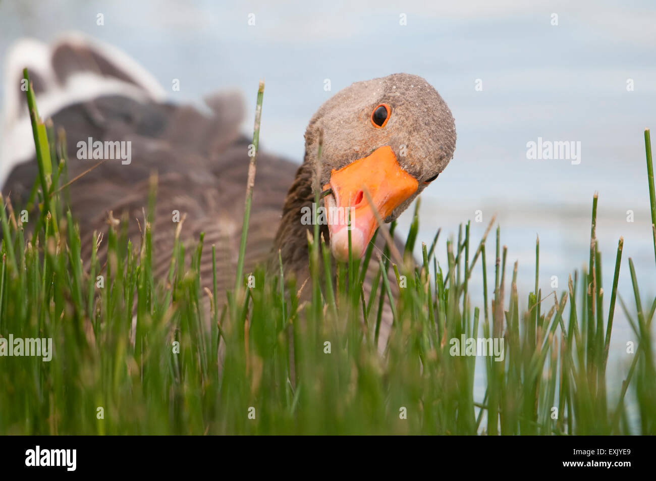 Un Graylag Goose (Anser anser) alimenta il Waterside vegetazione, Cley, Norfolk, Regno Unito Foto Stock