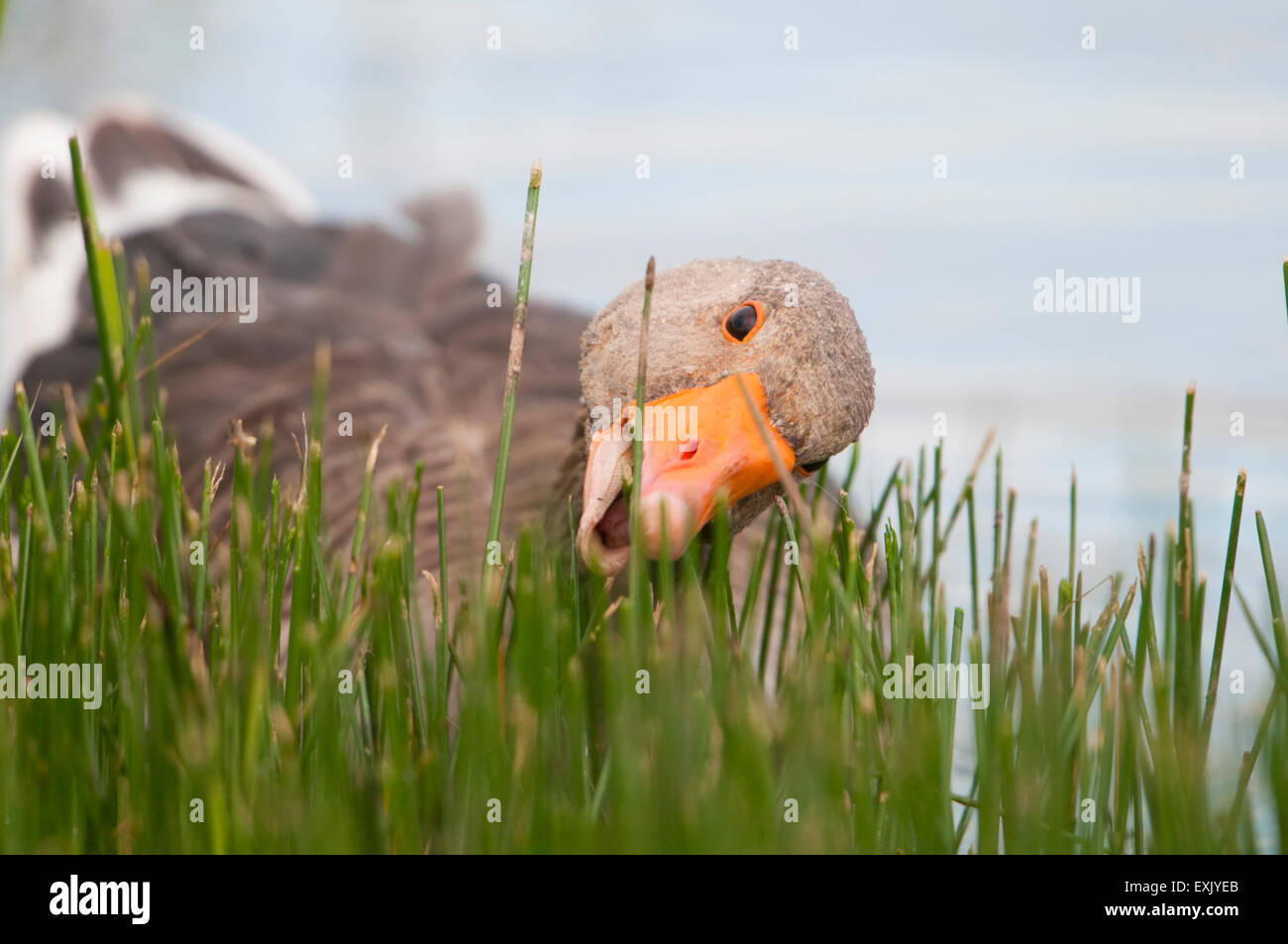 Un Graylag Goose (Anser anser) alimenta il Waterside vegetazione, Cley, Norfolk, Regno Unito Foto Stock