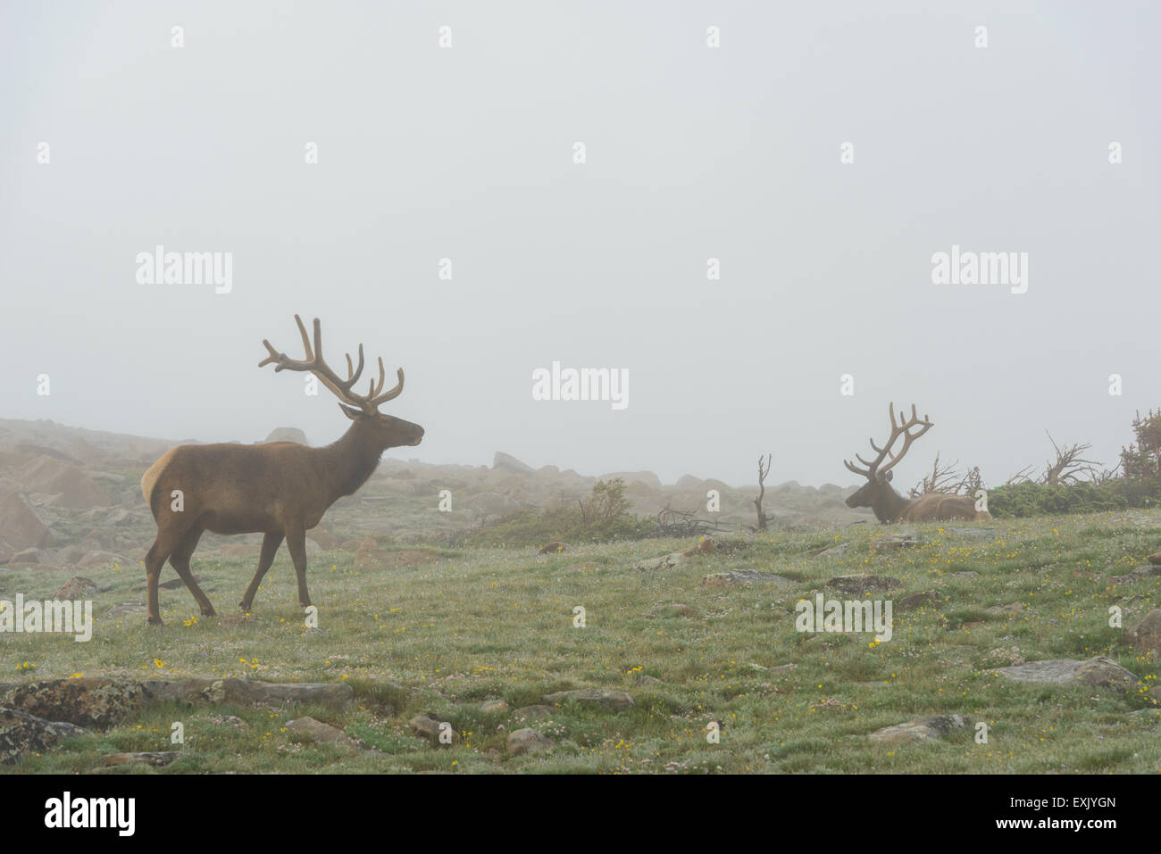 Fotografia di un maschio di elk nella nebbia. Parco Nazionale delle Montagne Rocciose, Colorado. Foto Stock