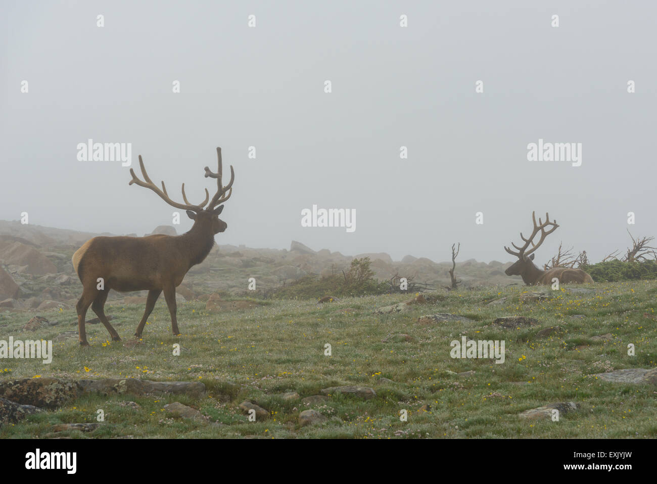 Fotografia di un maschio di elk nella nebbia. Parco Nazionale delle Montagne Rocciose, Colorado. Foto Stock