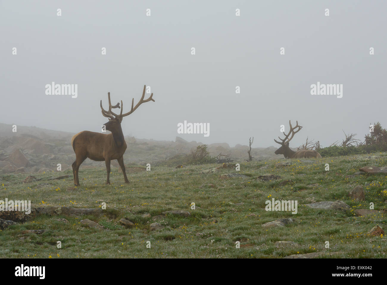 Fotografia di un maschio di elk nella nebbia. Parco Nazionale delle Montagne Rocciose, Colorado. Foto Stock
