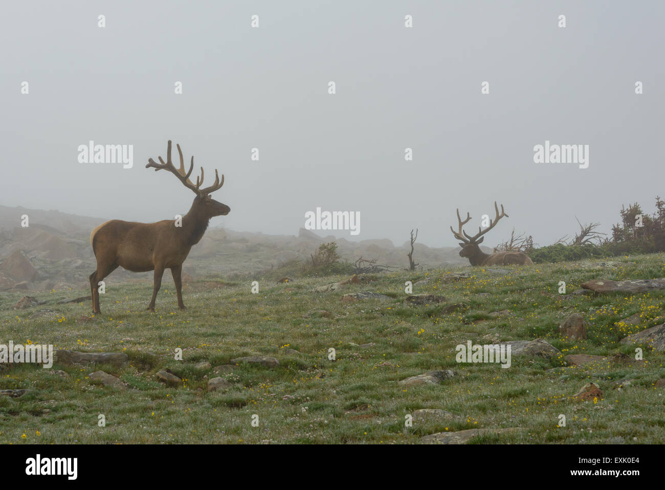 Fotografia di un maschio di elk nella nebbia. Parco Nazionale delle Montagne Rocciose, Colorado. Foto Stock