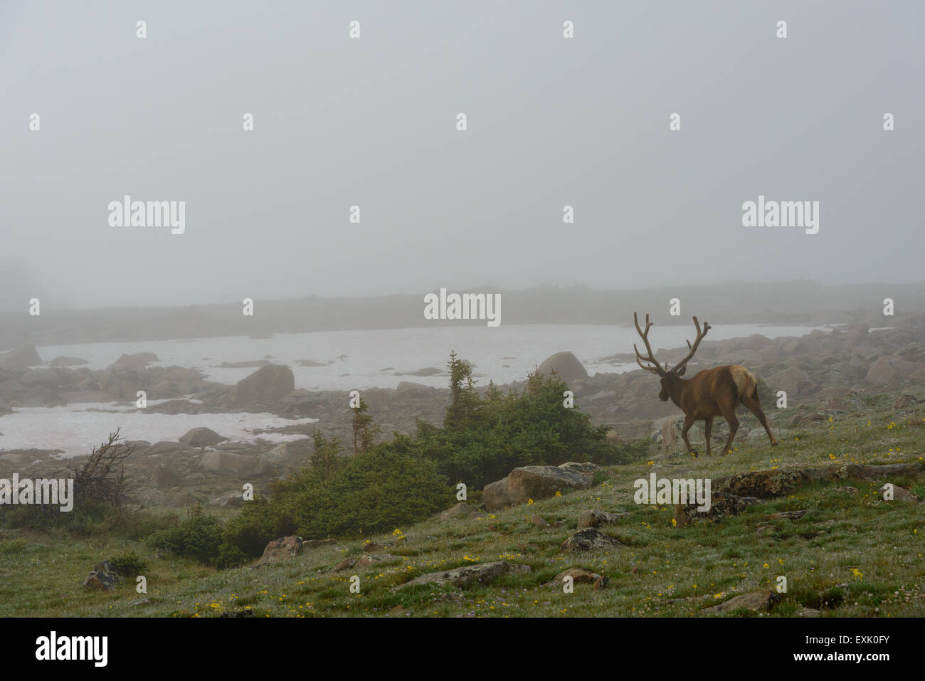 Fotografia di un maschio di elk nella nebbia. Parco Nazionale delle Montagne Rocciose, Colorado. Foto Stock