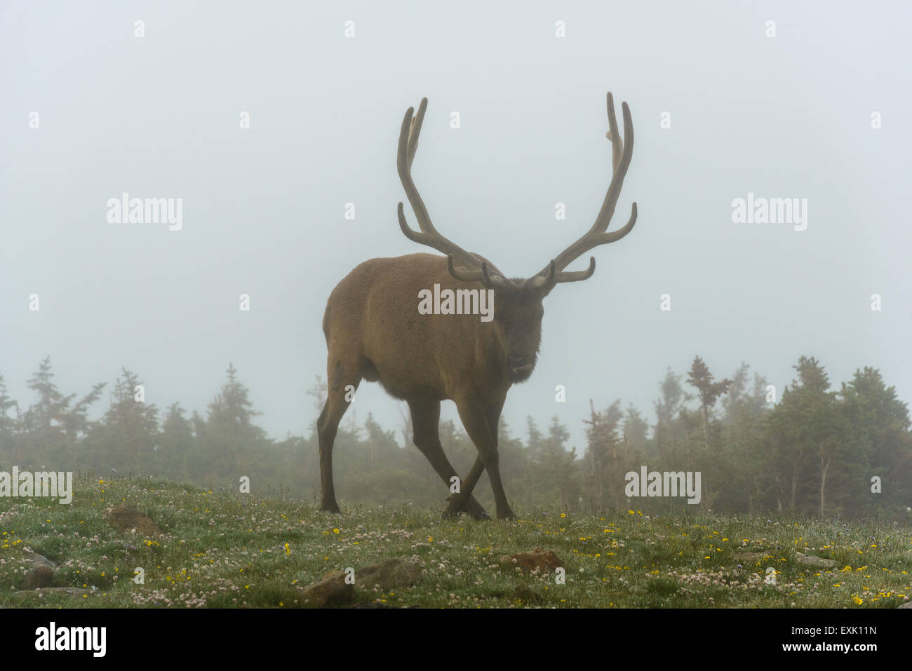 Fotografia di un maschio di elk nella nebbia. Parco Nazionale delle Montagne Rocciose, Colorado. Foto Stock