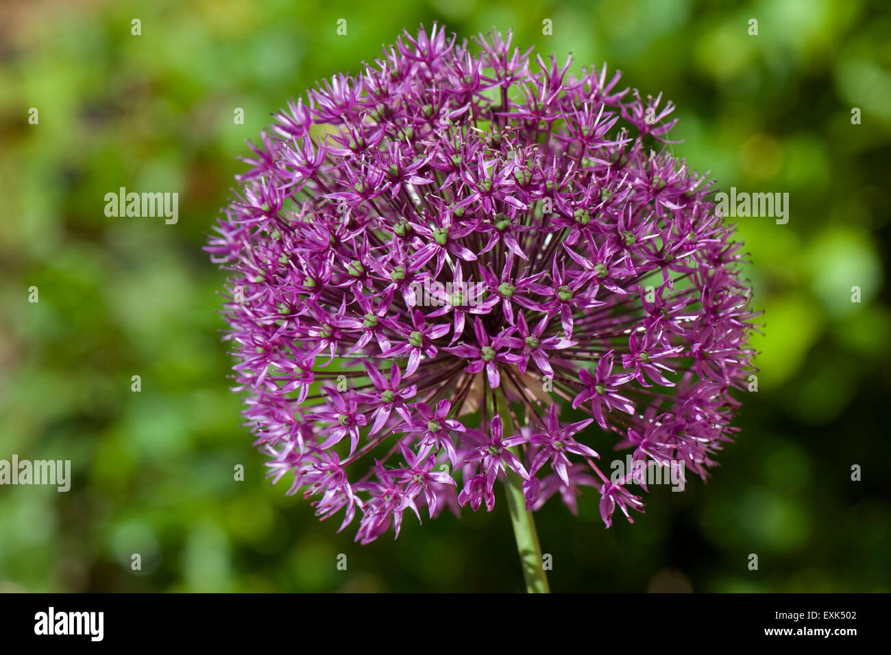 Allium 'Sensation' fiore viola di testa, una lampadina gharden ornamenmtal, Berkshire, può Foto Stock