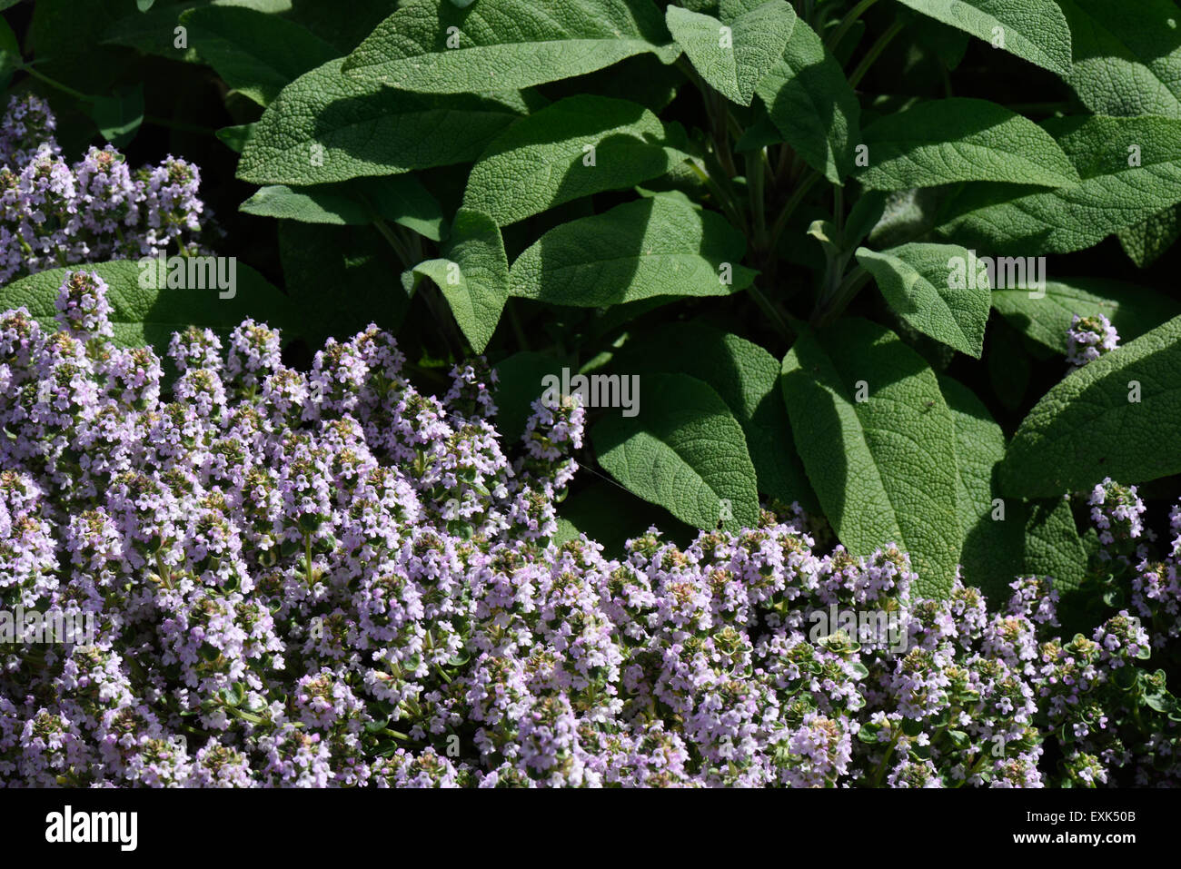 Letto rialzato per le erbe aromatiche, timo (fioritura) e salvia per uso in cucina Foto Stock