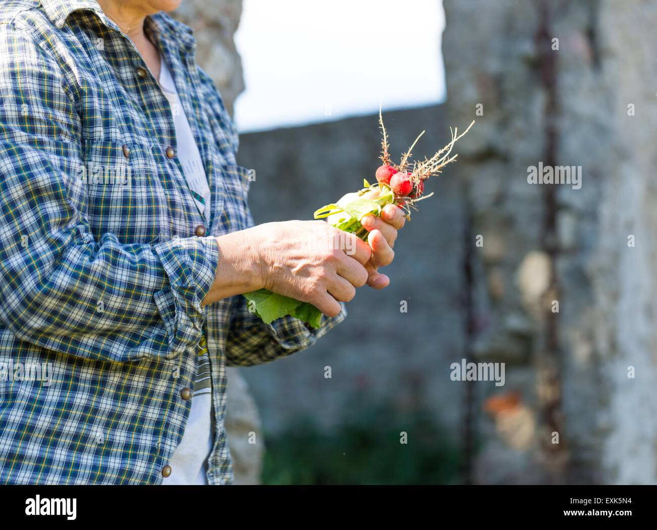 Donna con le mani appena preso il ravanello. Ecologico naturale orto. Foto Stock