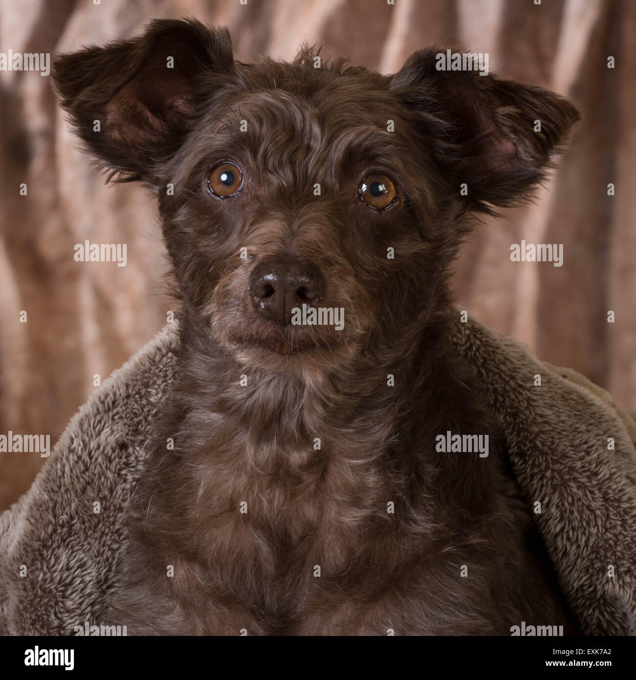Carino il ritratto di una razza cane Foto Stock