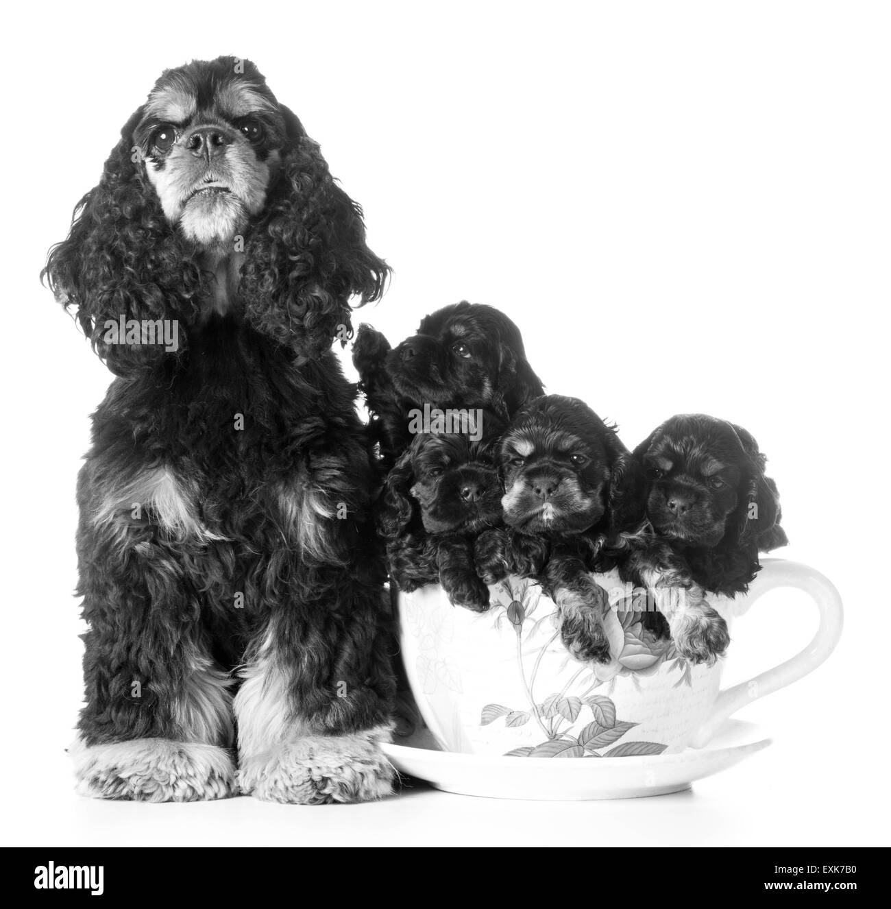 Cucciolata di cuccioli - american cocker spaniel mamma e cuccioli in una tazzina su sfondo bianco Foto Stock