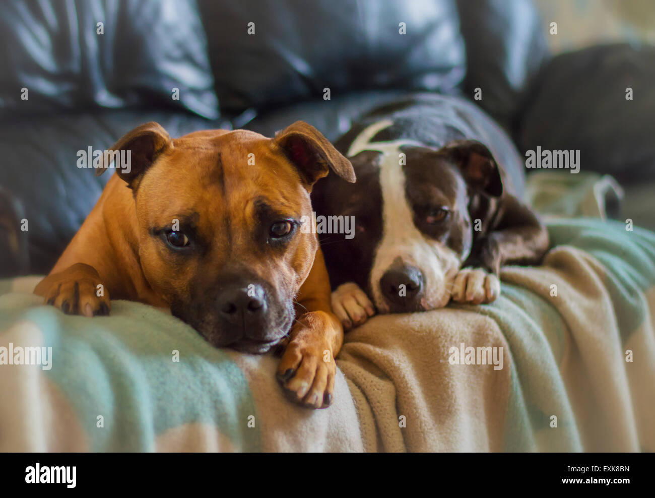 Staffordshire bull terrier sul divano Foto Stock