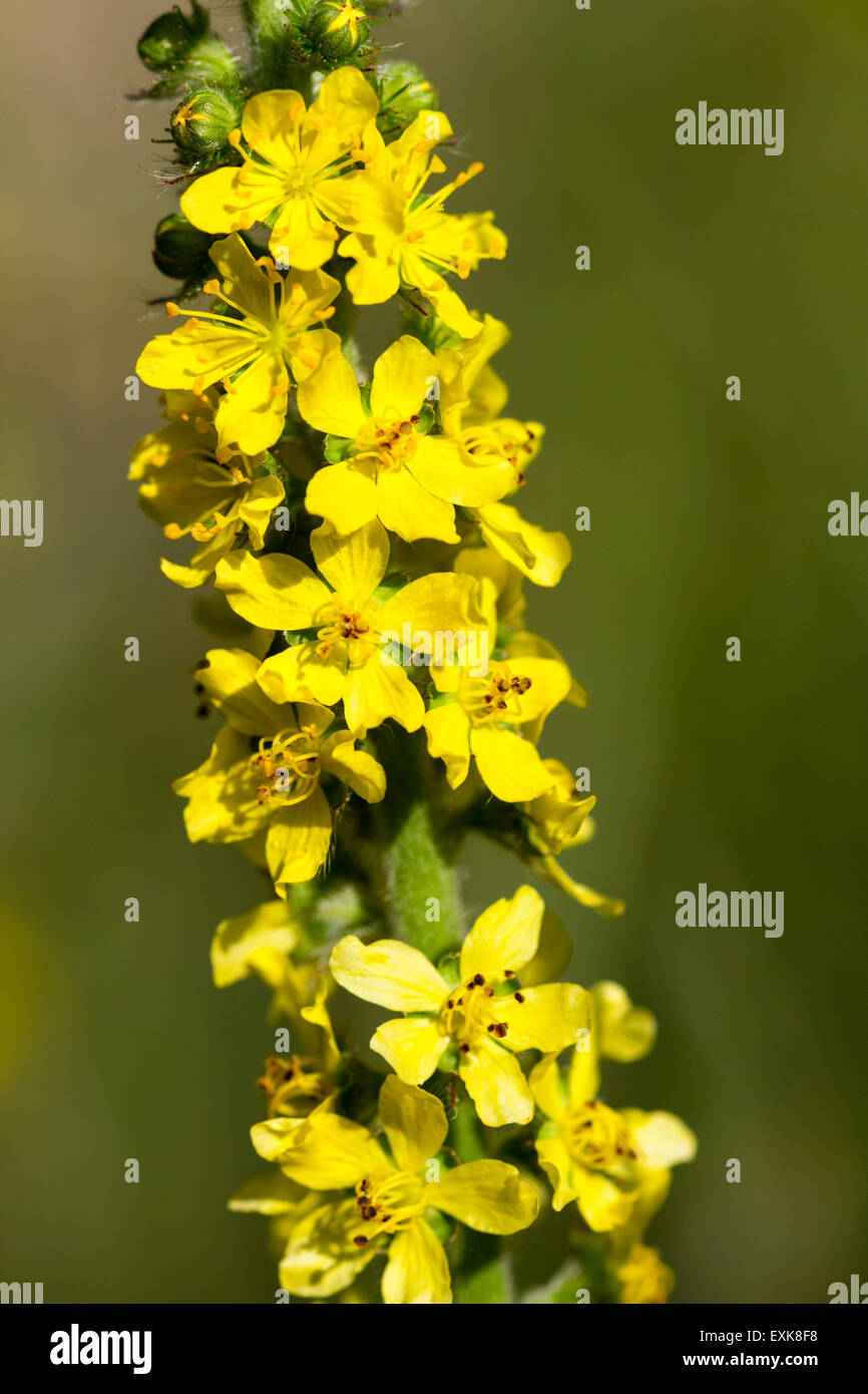Close up di singoli fiori sullo stelo della comune agrimonia, Agrimonia eupatoria Foto Stock