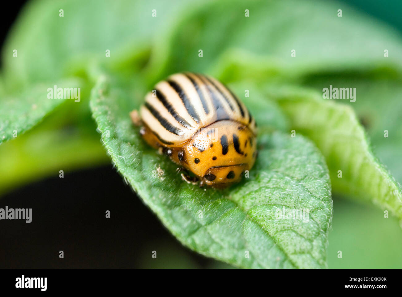 Potato Beetle (Leptinotarsa decemlineata) sulla pianta di patata Foto Stock