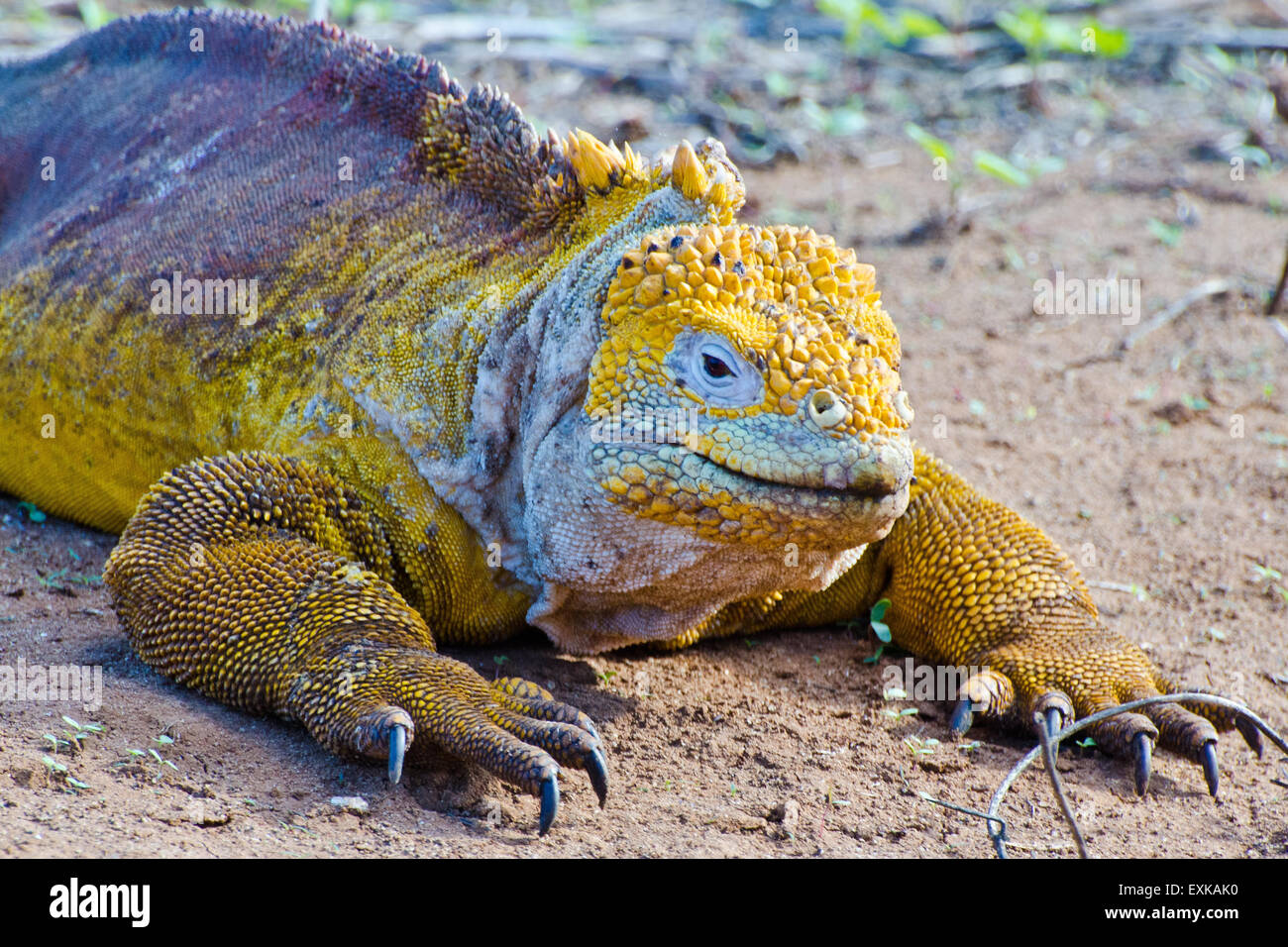 Land Iguana (Conolophus subcristatus) Close-up, Isole Galapagos, Ecuador Foto Stock