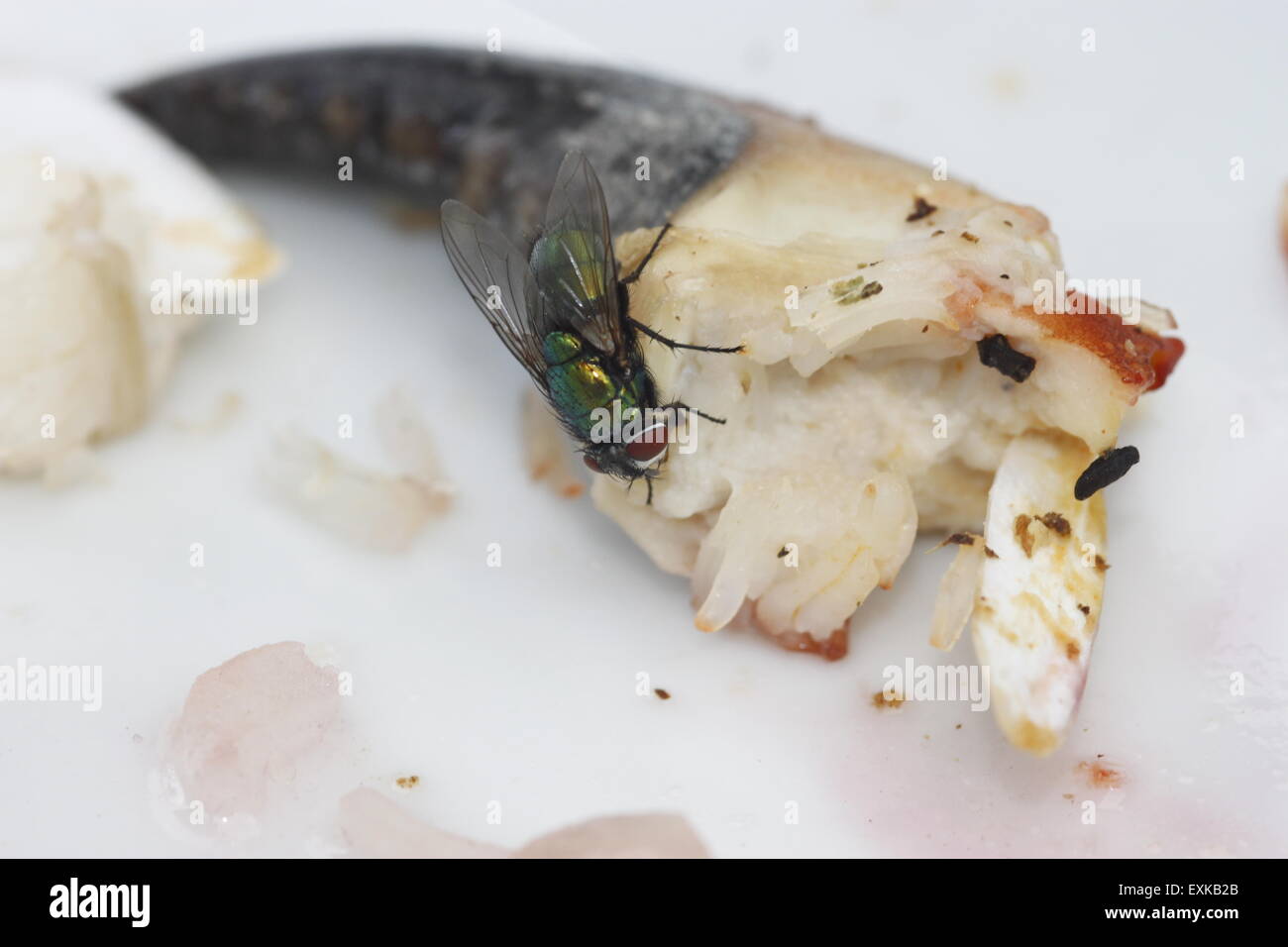 L' igiene dei prodotti alimentari volare camminando sul cibo artiglio di granchio sulla piastra bianca Foto Stock