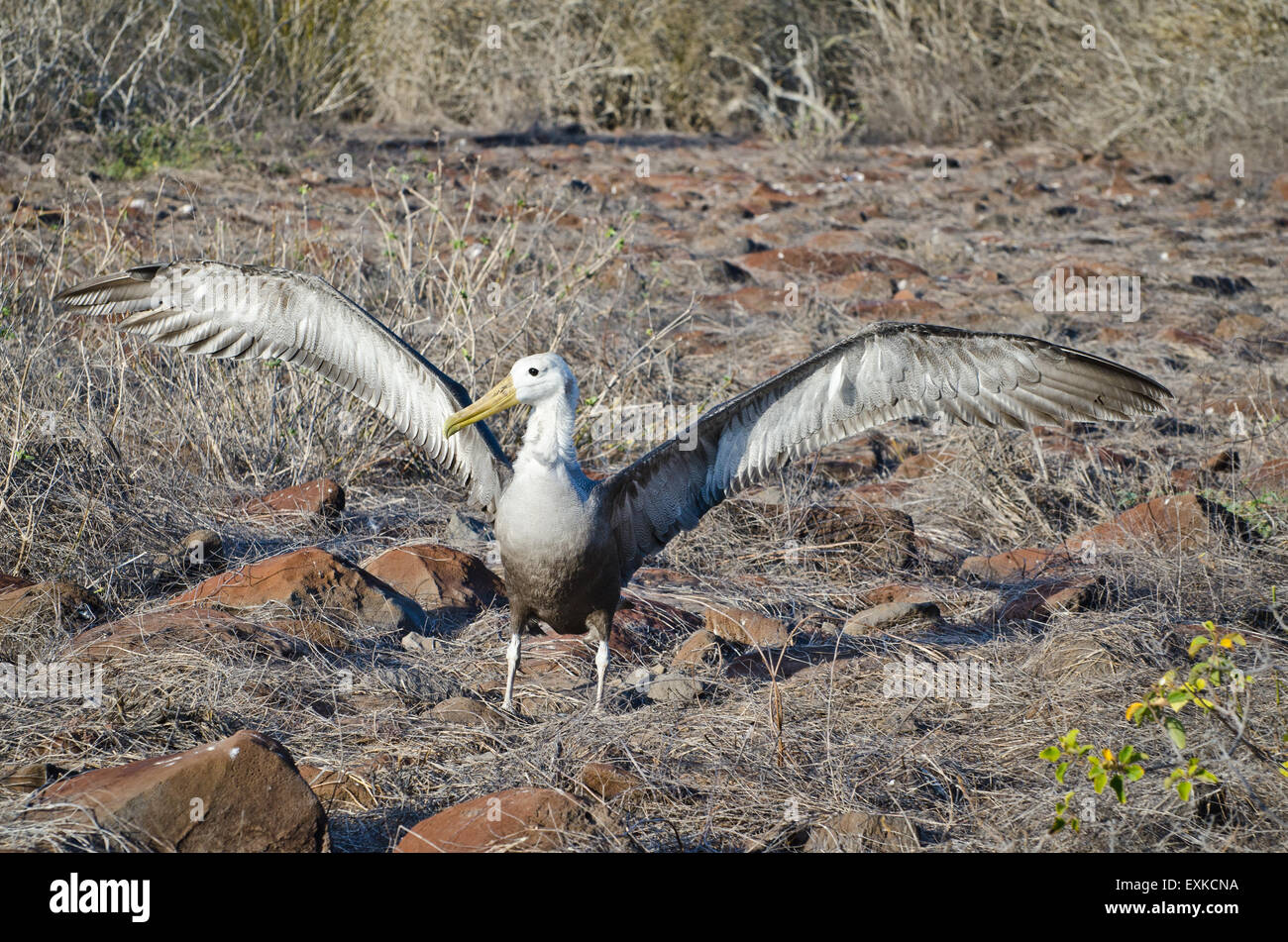 Giovani sventolato Albatross ali di allungamento che si prepara a lasciare, Isole Galapagos, Ecuador Foto Stock