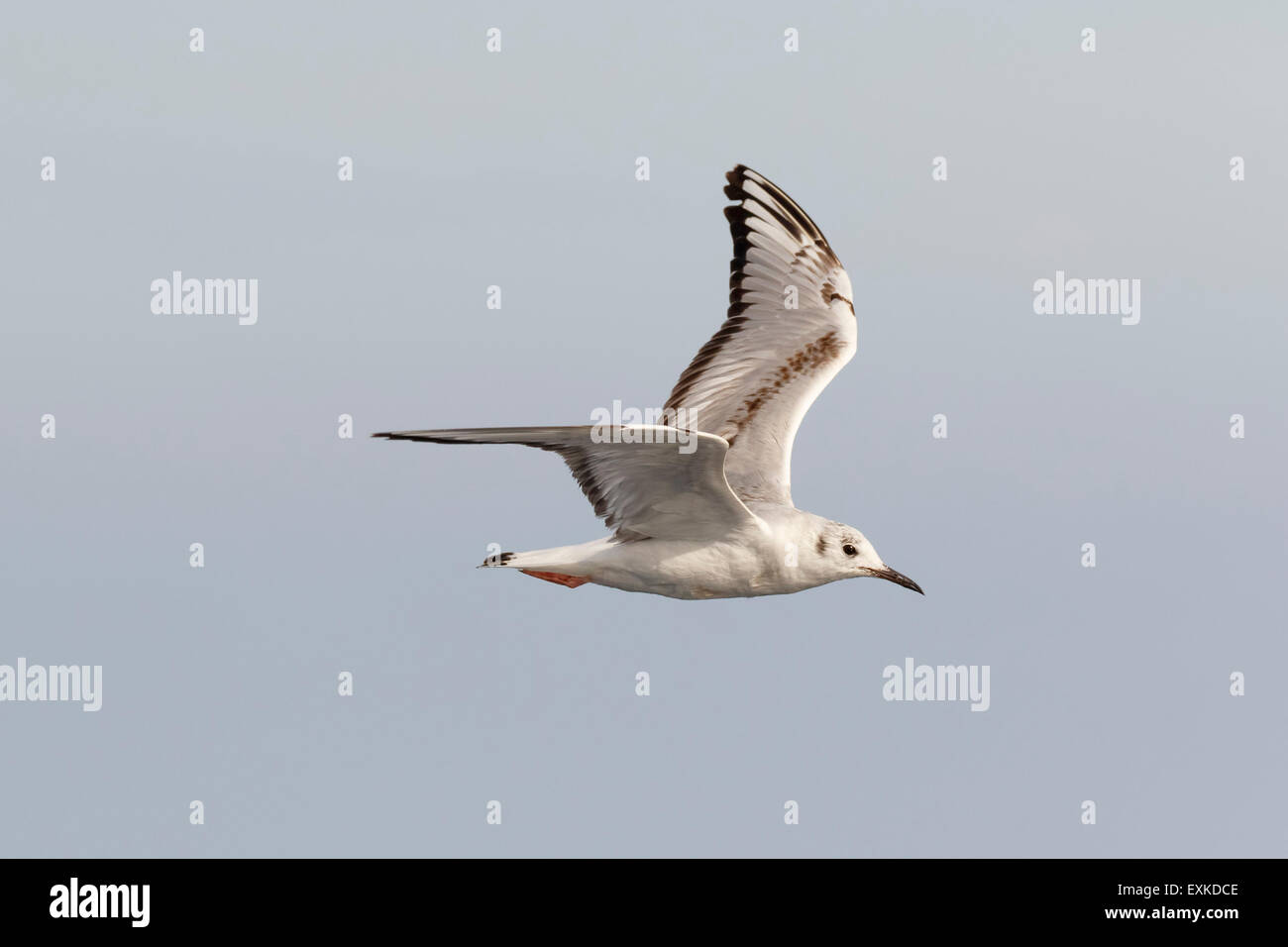 Bellissimo ritratto dettagliato di un primo anno Bonaparte il gabbiano in volo. Luce di cattura nel suo occhio. Foto Stock