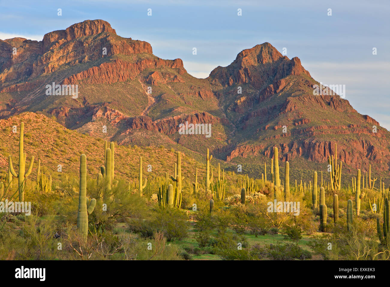 Ajo gamma montagne, cactus Saguaro, molla, organo a canne monumento nazionale, Arizona, Stati Uniti d'America Foto Stock