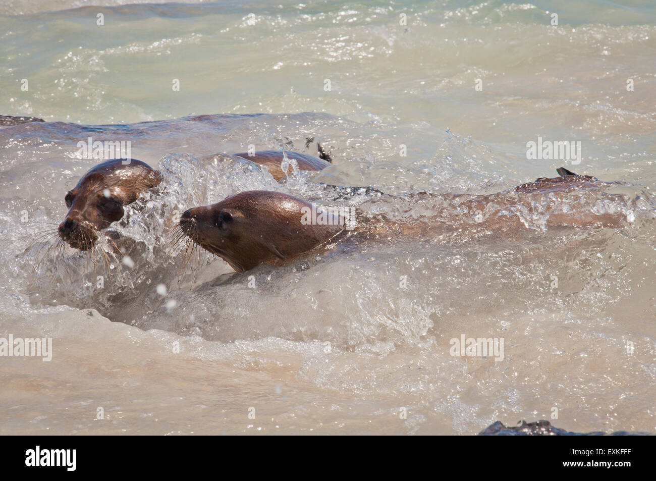 Le Galapagos leoni marini giocando in onde, all'Isola Espanola, Ecuador Foto Stock