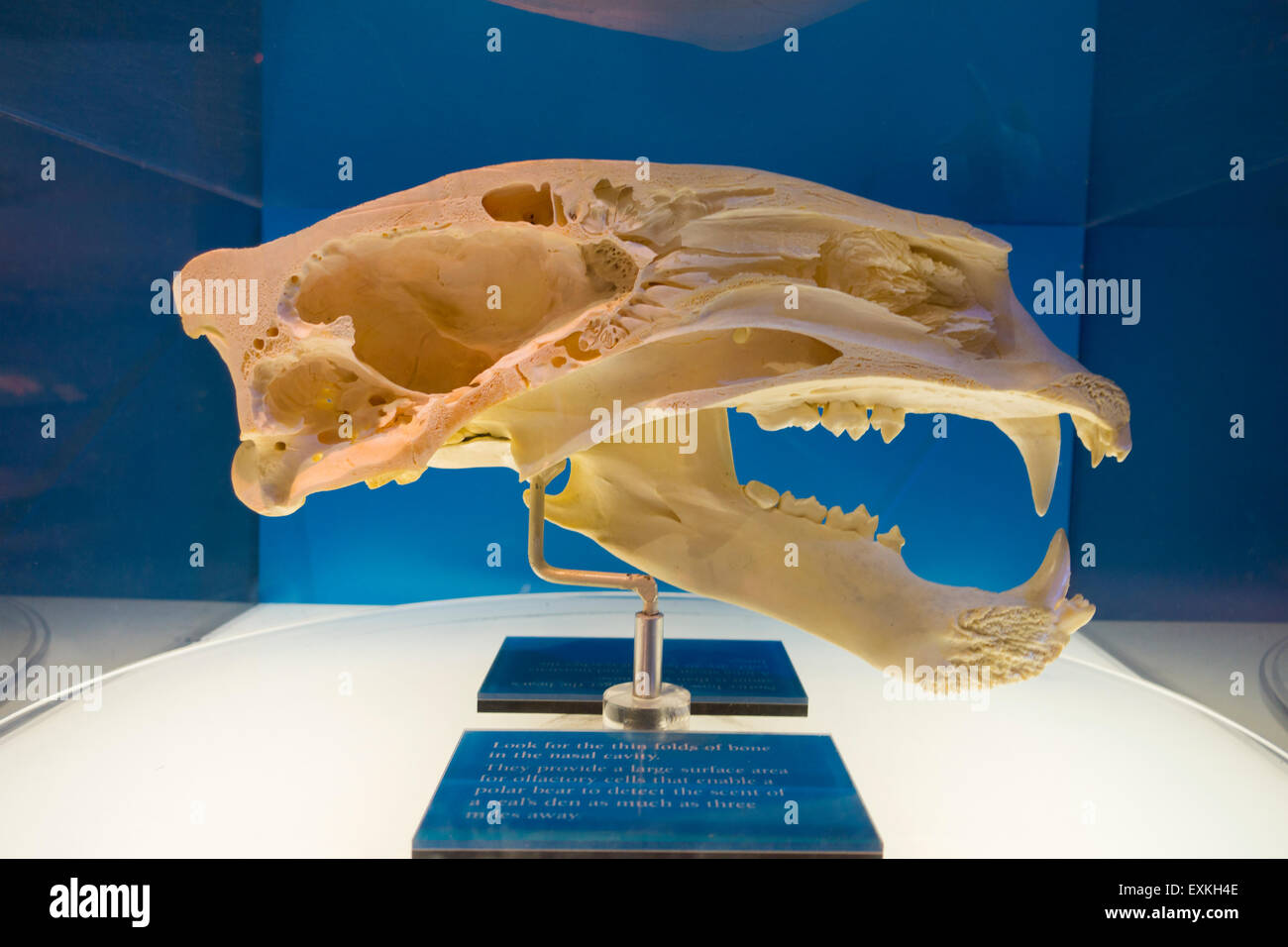 Newark Museum New Jersey NJ Foto Stock