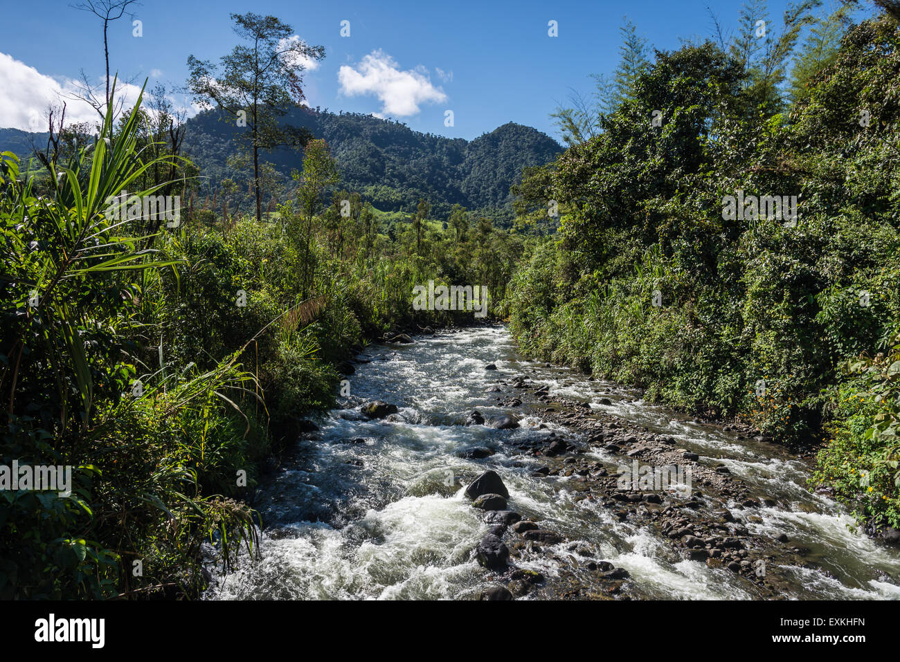 Rio Mindo corre attraverso la lussureggiante foresta verde. Mindo, Ecuador. Foto Stock