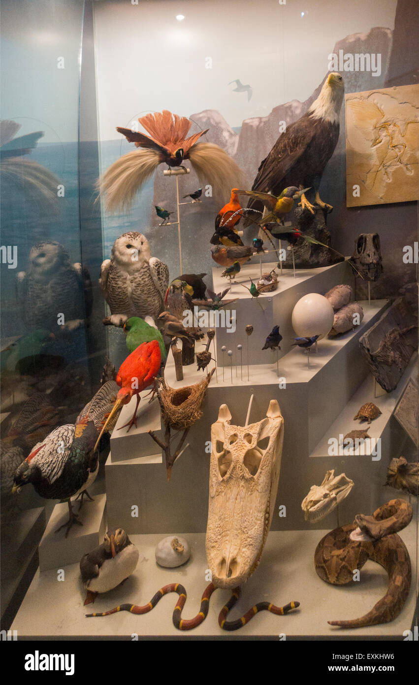 Newark Museum New Jersey NJ Foto Stock