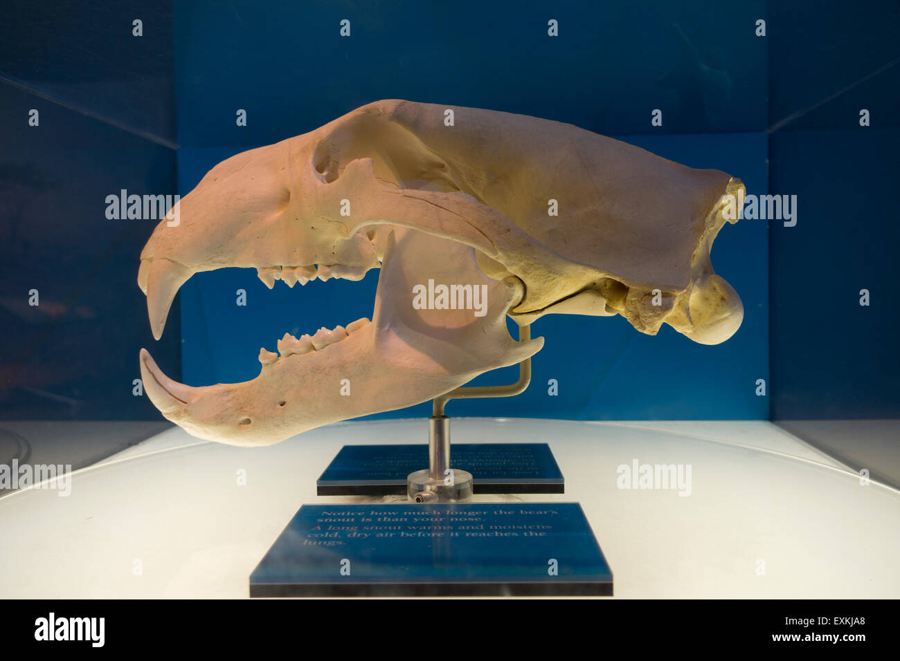 Newark Museum New Jersey NJ edificio Foto Stock