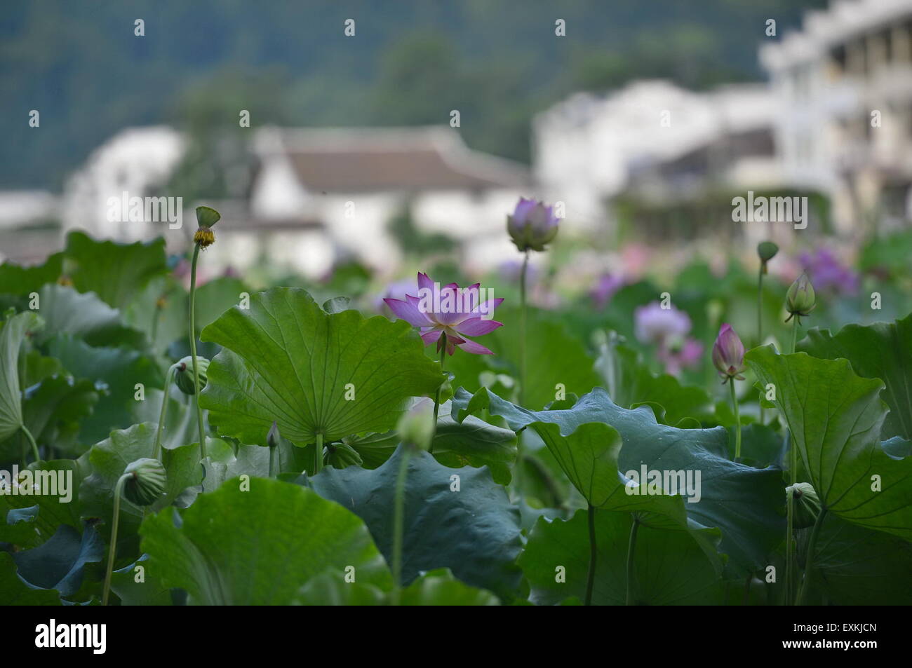 Nanchang, cinese della provincia di Jiangxi. 14 Luglio, 2015. I fiori di loto sono in piena fioritura nel villaggio Yaoxi di Guangchang County, Cina orientale della provincia di Jiangxi, luglio 14, 2015. Yaoxi Village, che ha più di 1.300 anni di storia per la piantagione di lotus, ha 90.000 um (6.000 ettari ) di piantagione zona con produzione annuale in grado di colpire 540 milioni di yuan (87 milioni di dollari). © Zhou Mi/Xinhua/Alamy Live News Foto Stock