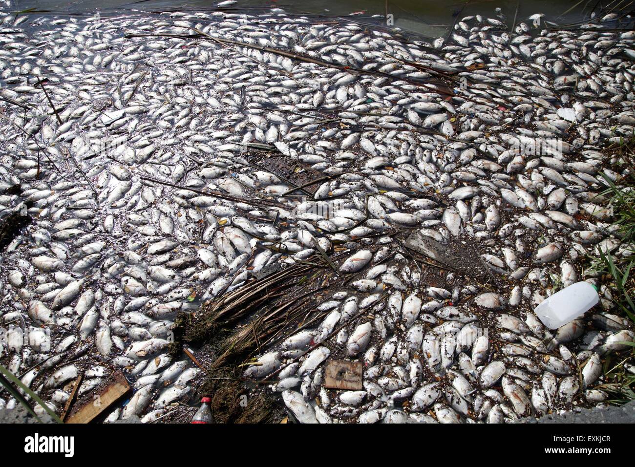 Mazatlan, Messico. 14 Luglio, 2015. I pesci morti giacciono sulla riva della Laguna del Camaron, mazatlan, Messico, il 14 luglio 2015. Credito: Juan Perez/Xinhua/Alamy Live News Foto Stock