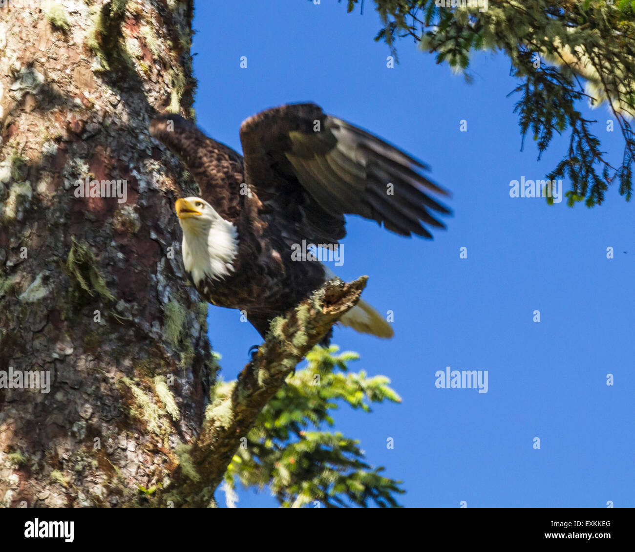 Un aquila calva decollare da un ramo vicino al suo nido sull isola di Vancouver in Ucluelet, British Columbia Foto Stock