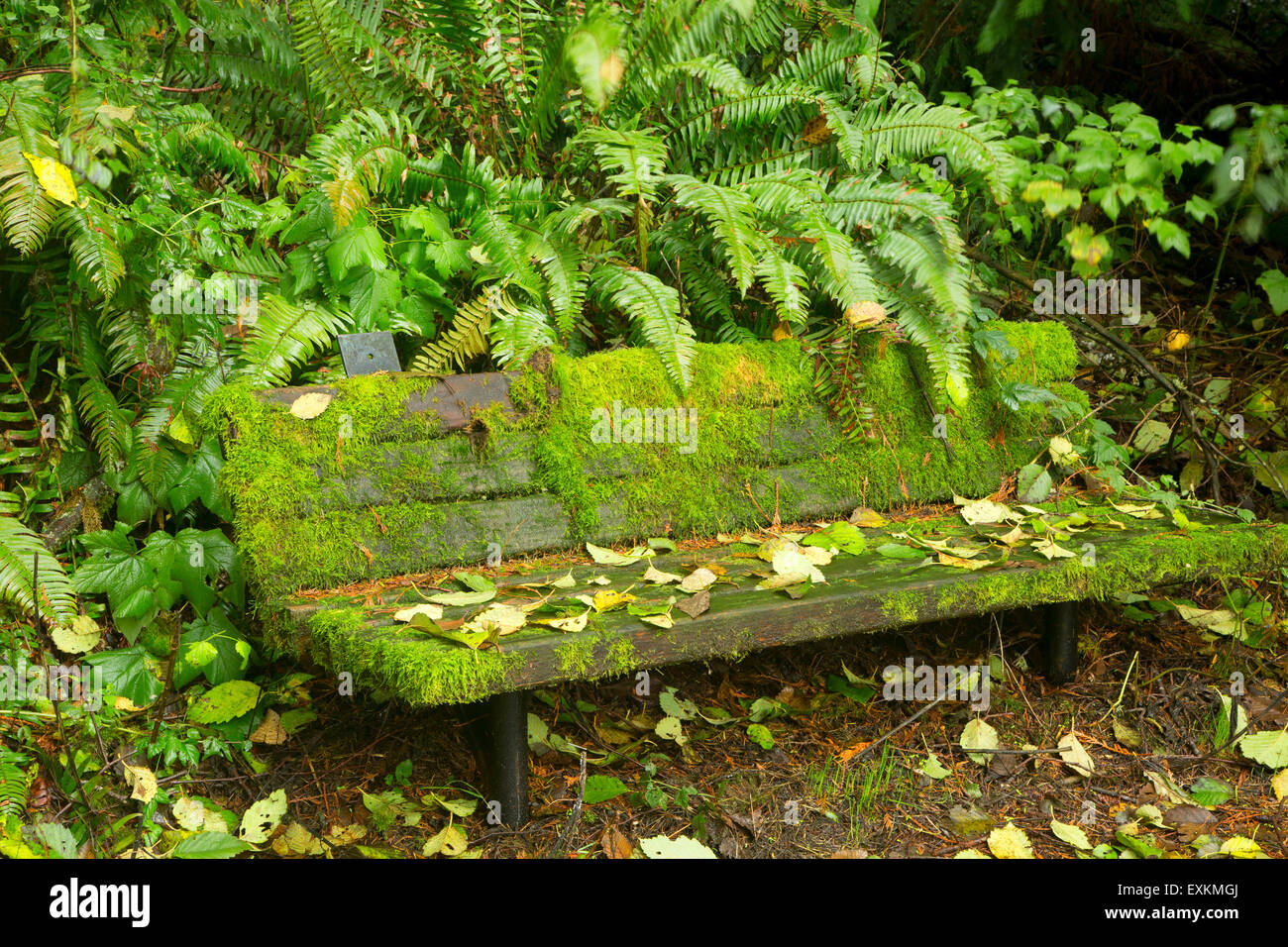 Panca si affacciano lungo il sentiero, Woodard Bay Risorse Naturali Area di Conservazione, Washington Foto Stock