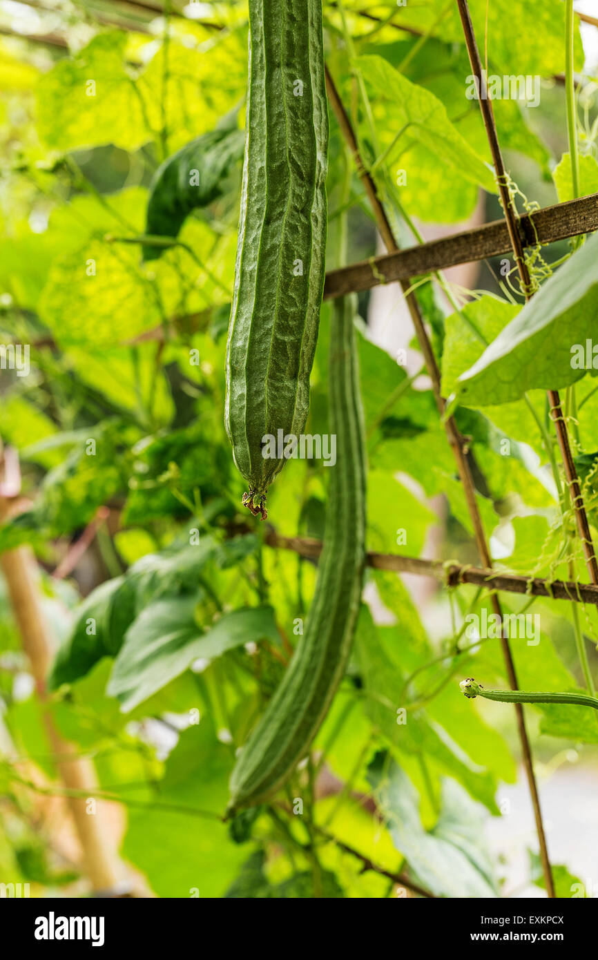Verde e fresca loofah angolata o zucca angolata in giardino Foto Stock