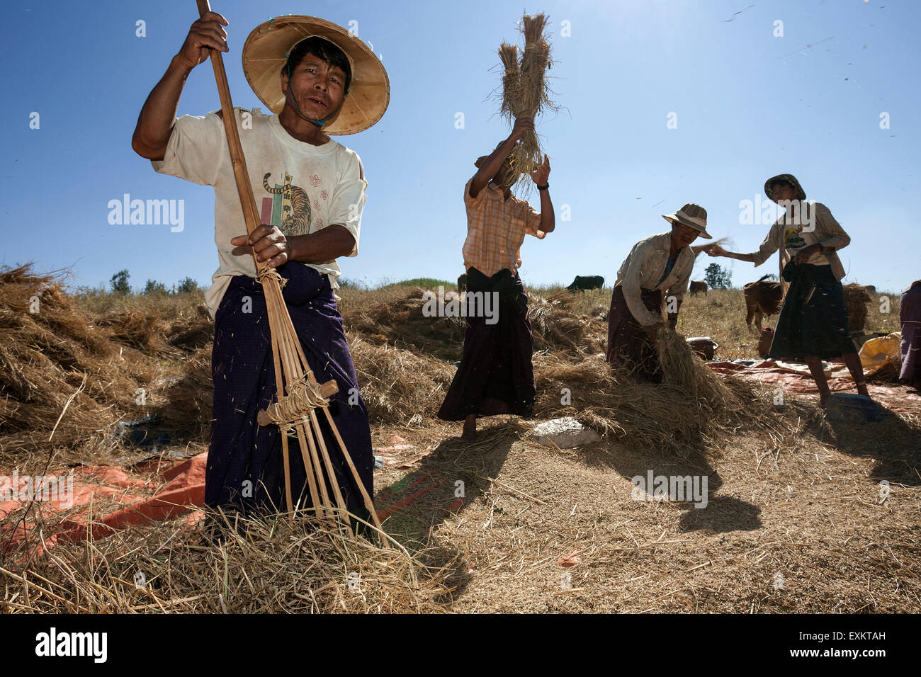 Gli uomini locali trebbiatura di paglia di riso, vicino Heho, Stato Shan, Myanmar Foto Stock