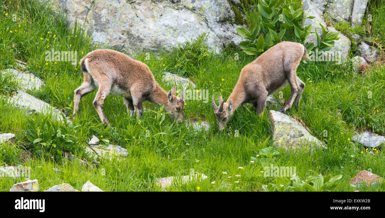 Lo stambecco (Capra ibex), Lac de Cheserys, Francia Foto Stock