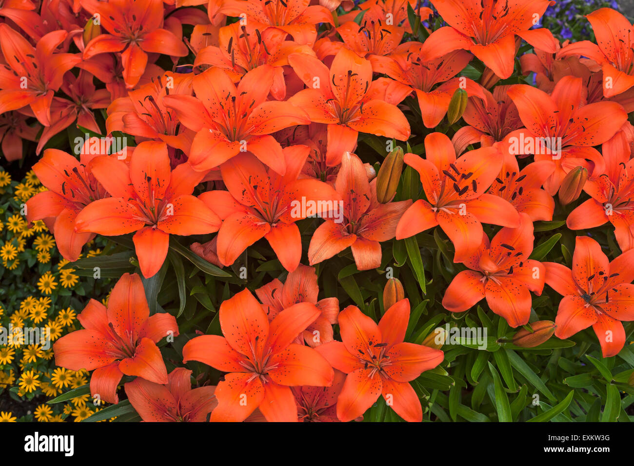 Orange Tiger gigli (Lilium lancifolium), Baviera, Germania Foto Stock