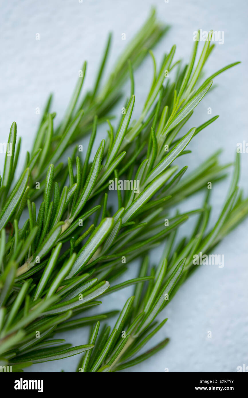 Di rosmarino fresco herb leggera profondità di campo Foto Stock