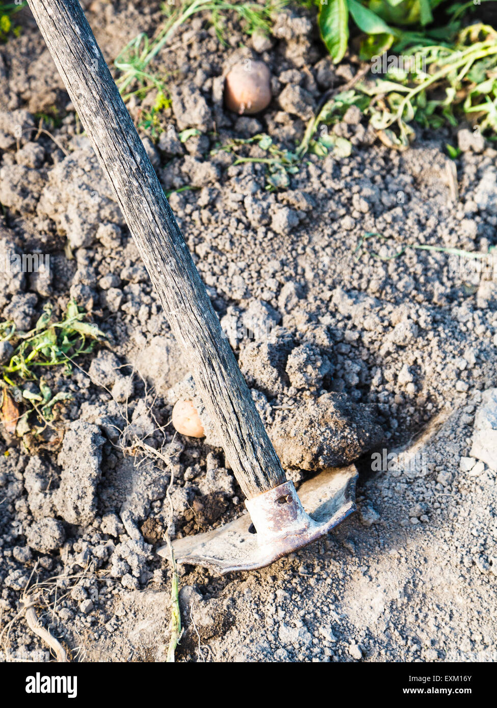 Lo scavo del letto di patate in giardino dal trinciapaglia in estate Foto Stock