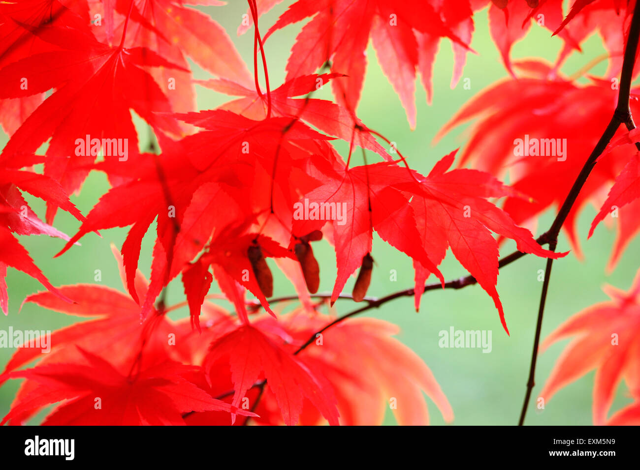 Splendide rosse foglie di acero ondeggianti nella brezza autunnale Jane Ann Butler JABP Fotografia972 Foto Stock