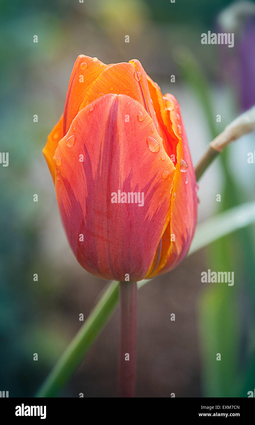 Orange Tulip con uno sfondo sfocato Foto Stock