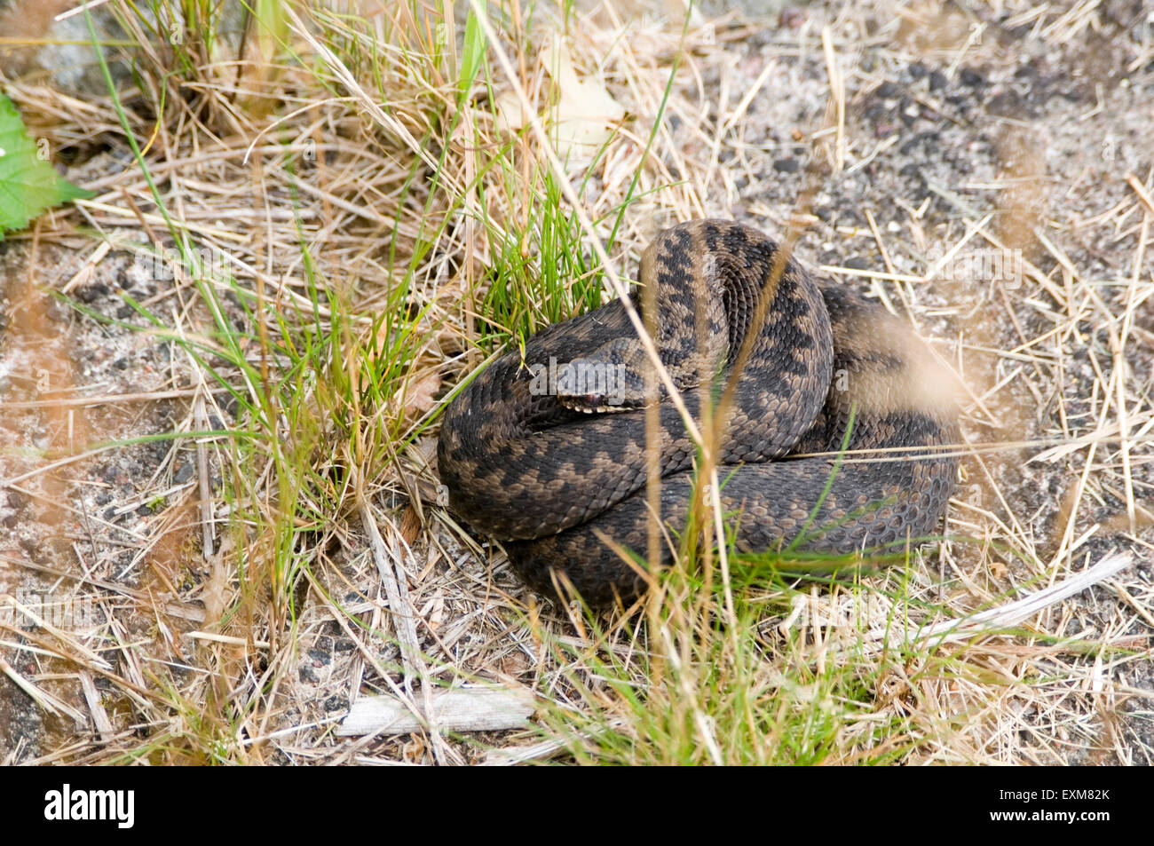 Il sommatore Vipera berus svezia svedese serpente serpenti velenosi viper europea Huggorm Foto Stock