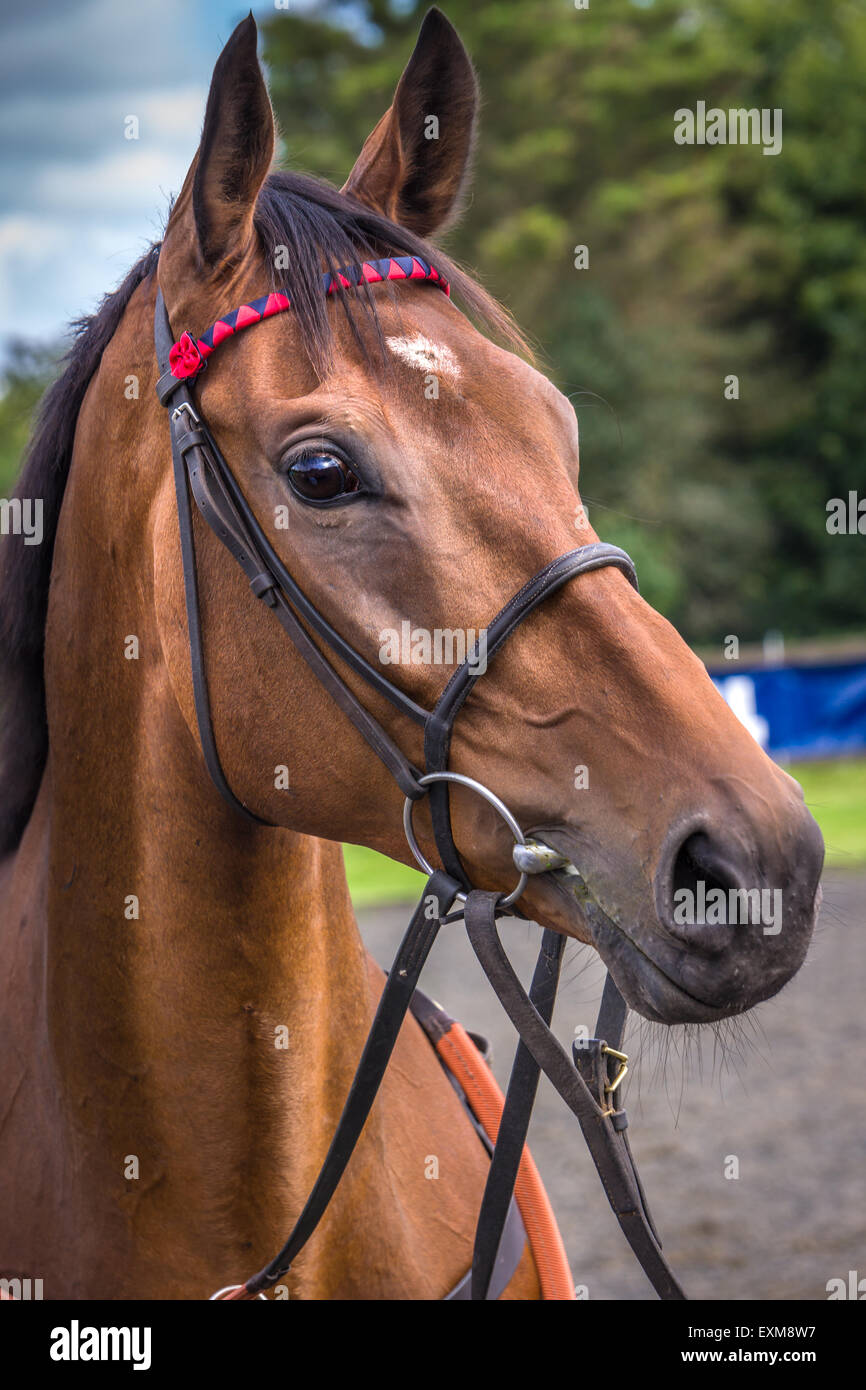 Razza irlandese, British-addestrato purosangue, Bobs vale la pena di chi ha vinto il Cheltenham Gold Cup nel 2013. Foto Stock