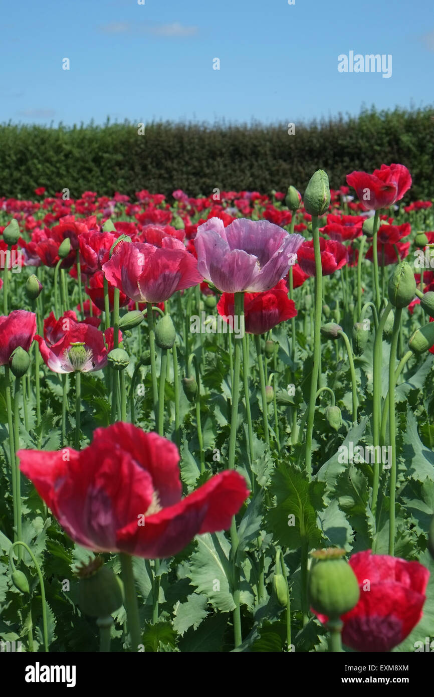 Un campo di papaveri rossi coltivati - papaver somniferum - coltivato per il mercato culinario, Inghilterra, Regno Unito Foto Stock