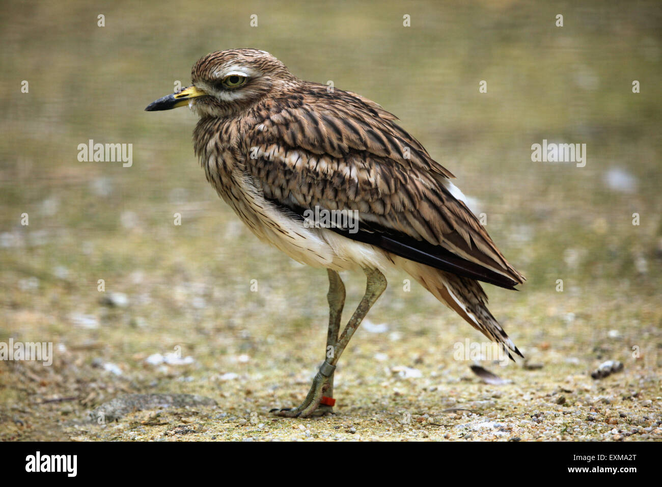 Eurasian pietra (curlew Burhinus oedicnemus) presso lo Zoo di Ohrada a Hluboka nad Vltavou, Boemia del Sud, Repubblica Ceca. Foto Stock