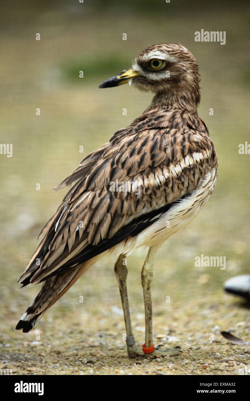 Eurasian pietra (curlew Burhinus oedicnemus) presso lo Zoo di Ohrada a Hluboka nad Vltavou, Boemia del Sud, Repubblica Ceca. Foto Stock