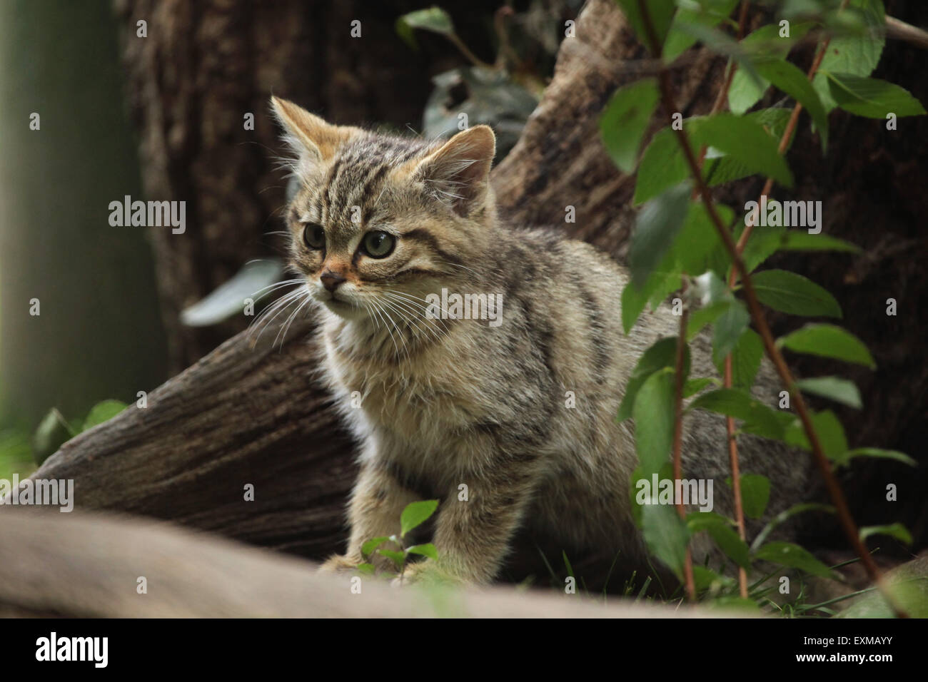 Gatto selvatico europeo (Felis silvestris silvestris) gattino presso lo Zoo di Ohrada a Hluboka nad Vltavou, Boemia del Sud, Repubblica Ceca. Foto Stock