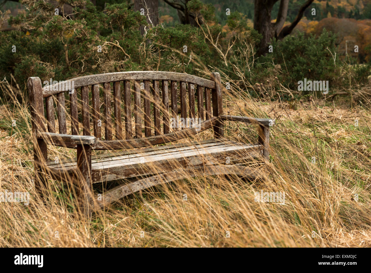 Panca di Lone nel parco come visto attraverso l'erba gialla lunga Foto Stock