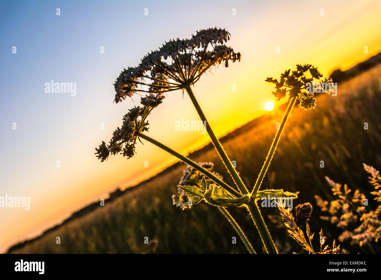 Cowslip al tramonto Foto Stock