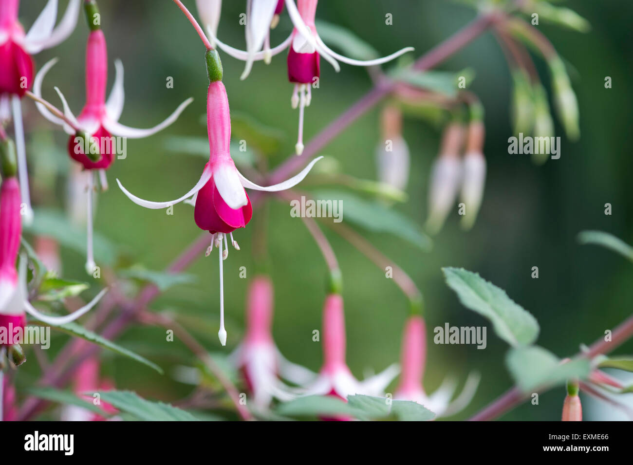 Fuchsia "scacchiera" fiori Foto Stock