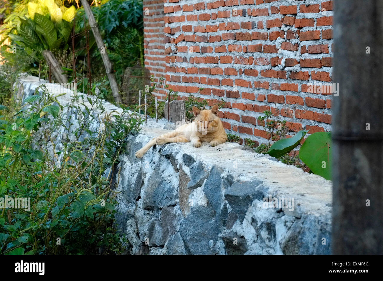 Un gatto di zenzero con una scowl sulla sua faccia seduto su una parete in un villaggio rurale in java indonesia Foto Stock