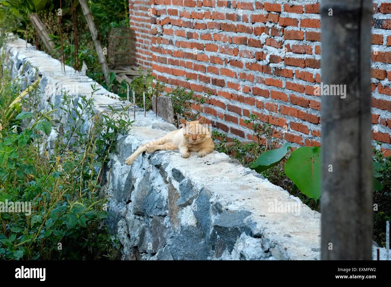 Un gatto di zenzero con una scowl sulla sua faccia seduto su una parete in un villaggio rurale in java indonesia Foto Stock