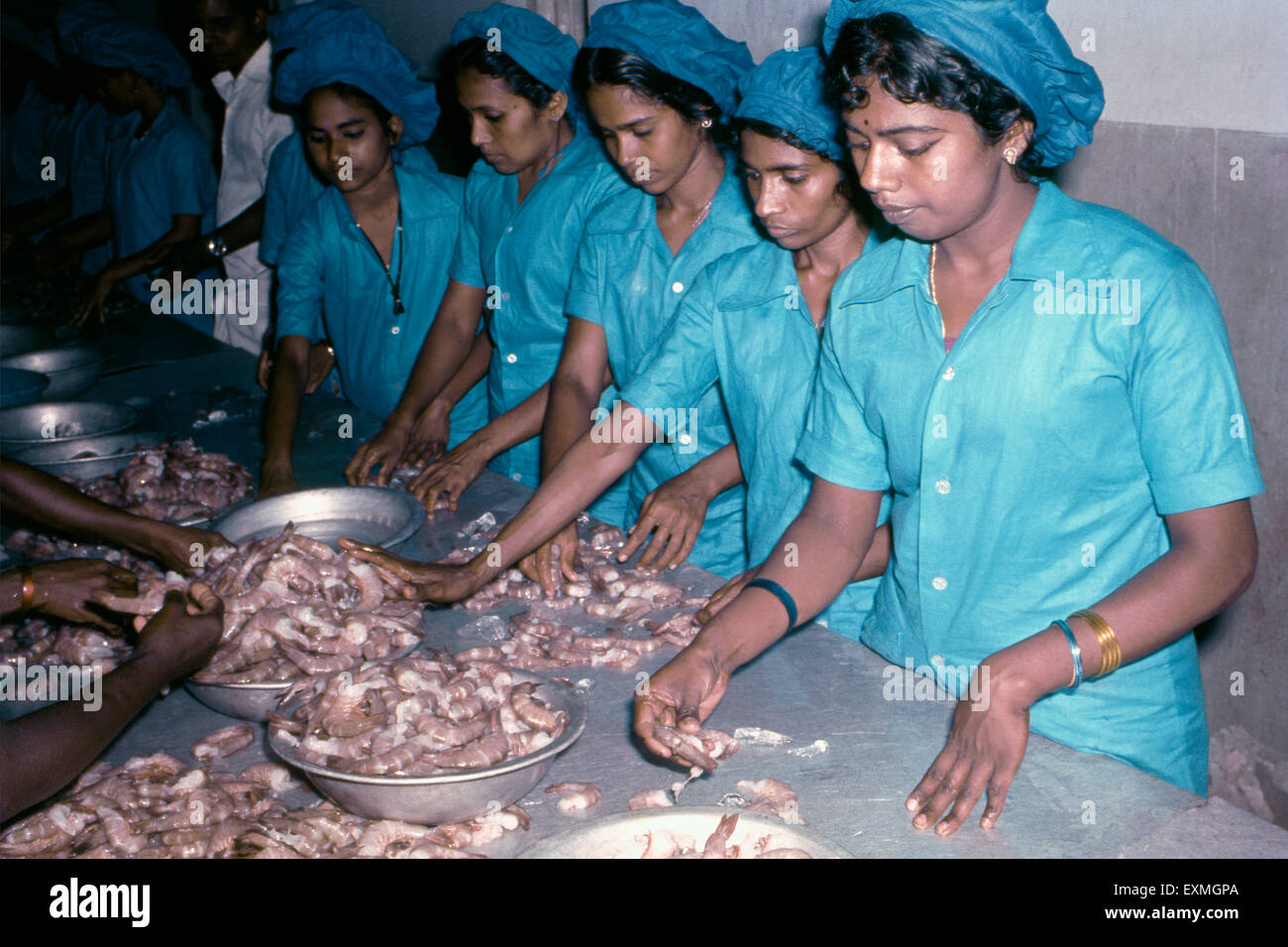 Le donne indiane che lavorano la fabbrica di impacchettamento del pesce, la pianta del pesce, la lavorazione del pesce, Kerala, India, Asia Foto Stock